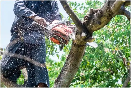 tree services Honesdale